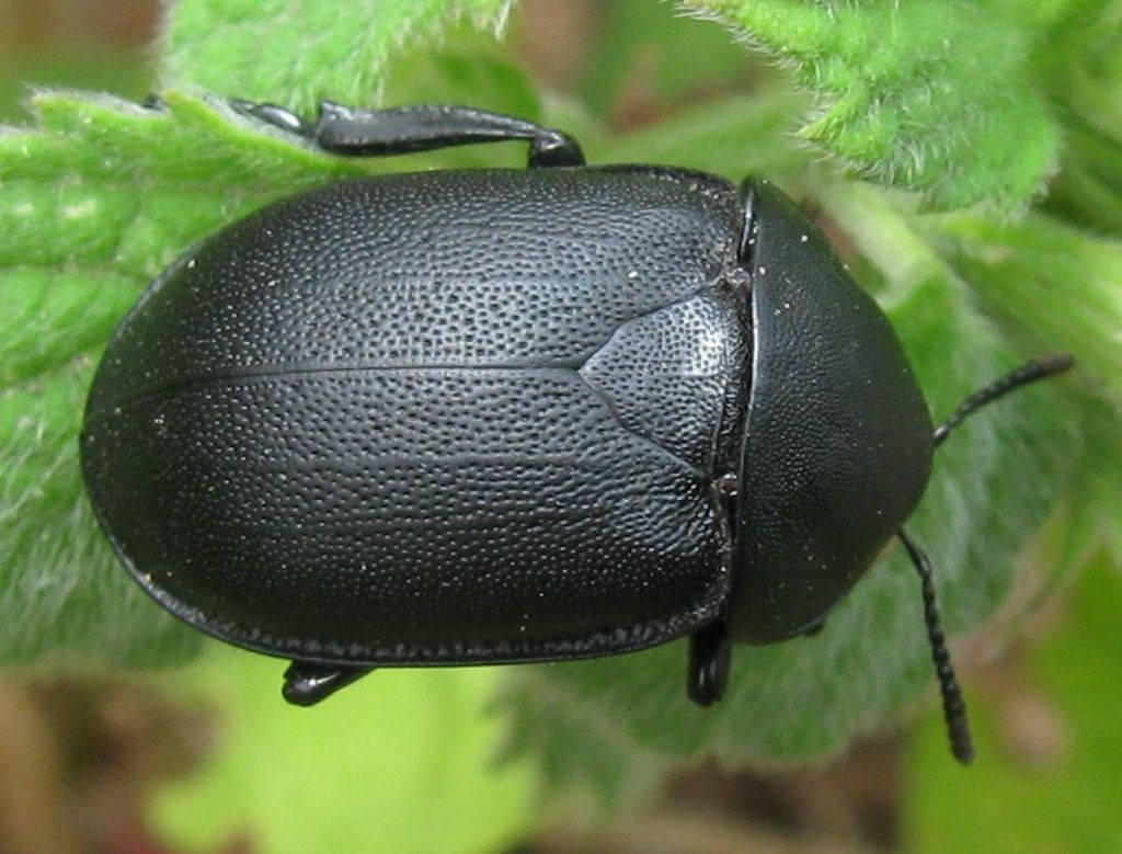 Silpha obscura orientalis